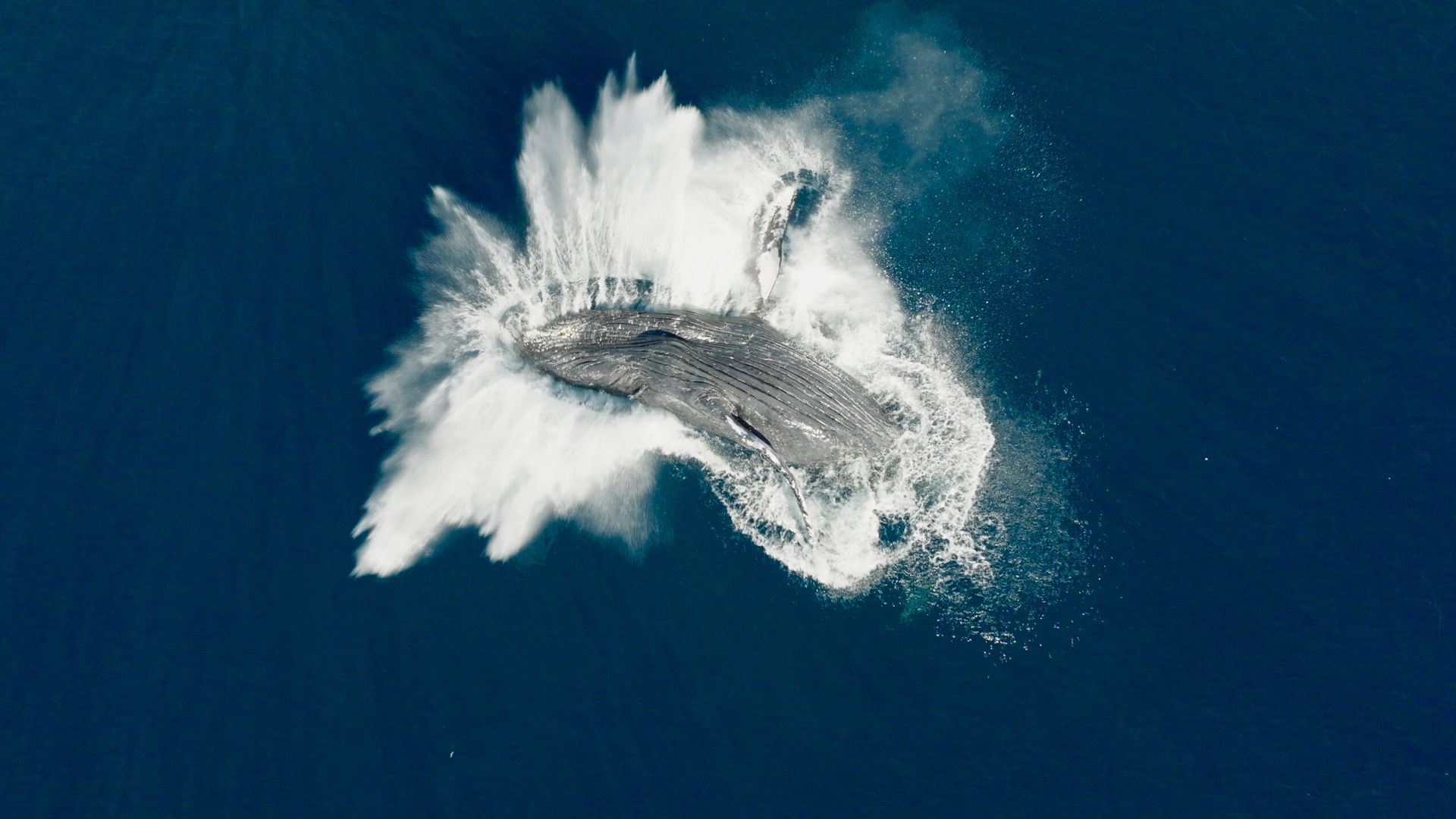 Image extraite du documentaire "Les gardiennes de la planète"