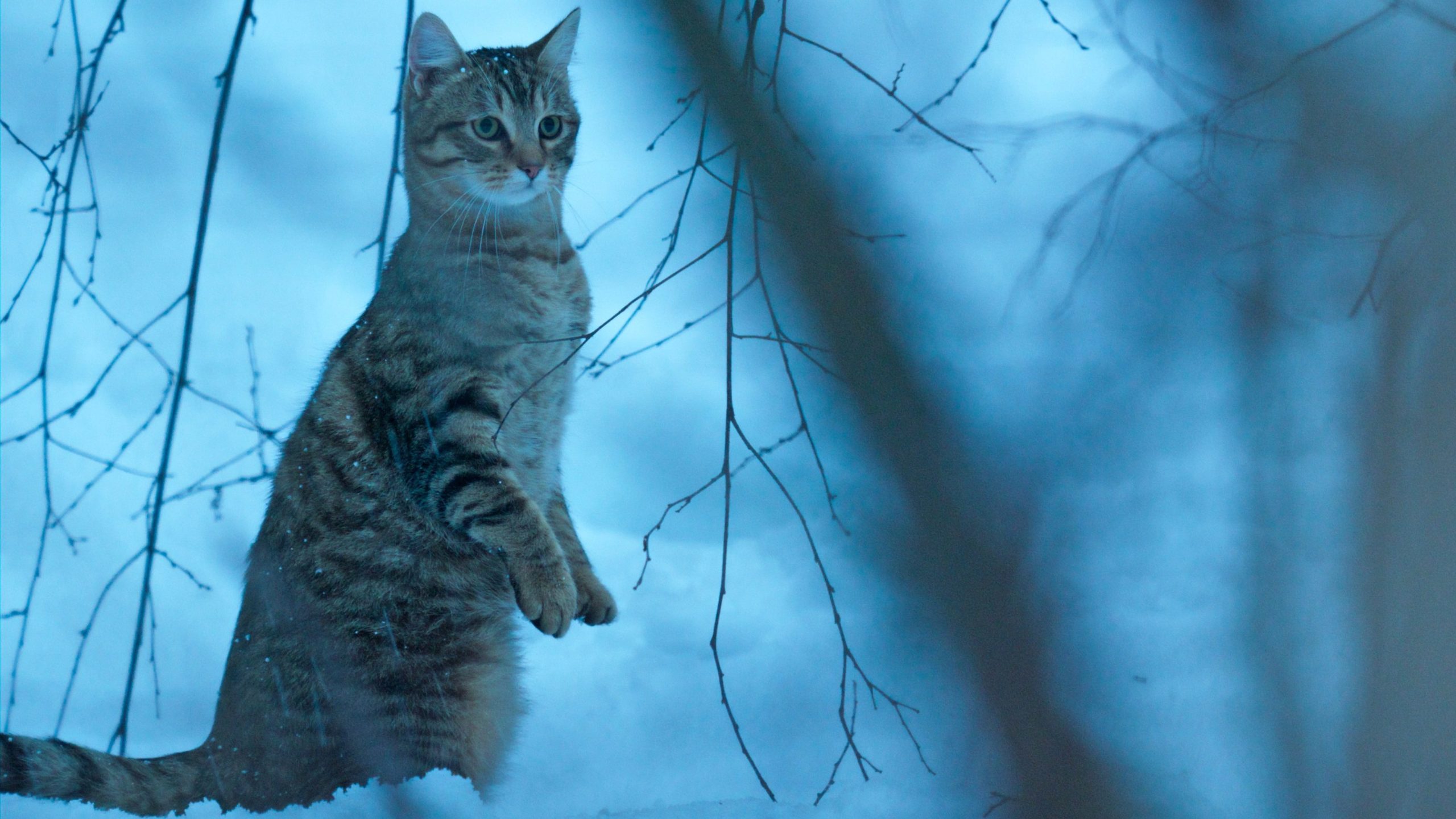 Image extraite du film "Mon chat et moi, la grande aventure de Rroû"